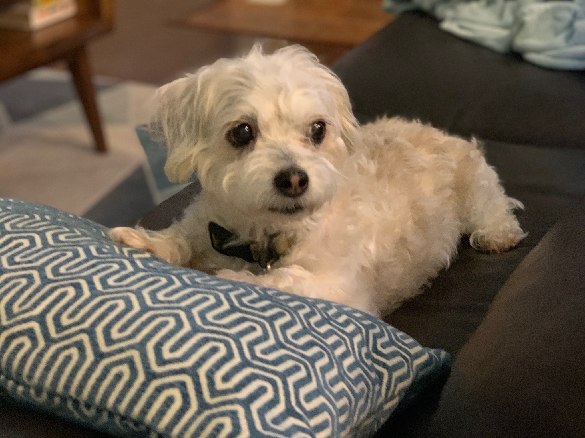 A photograph of Stanley